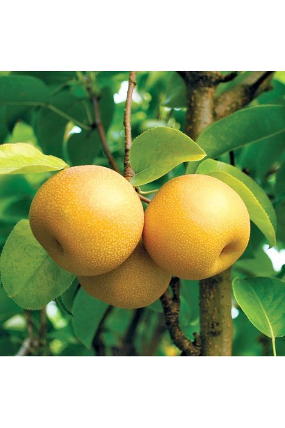 Стиглі плоди груші Чоюро крупним планом на гілці.